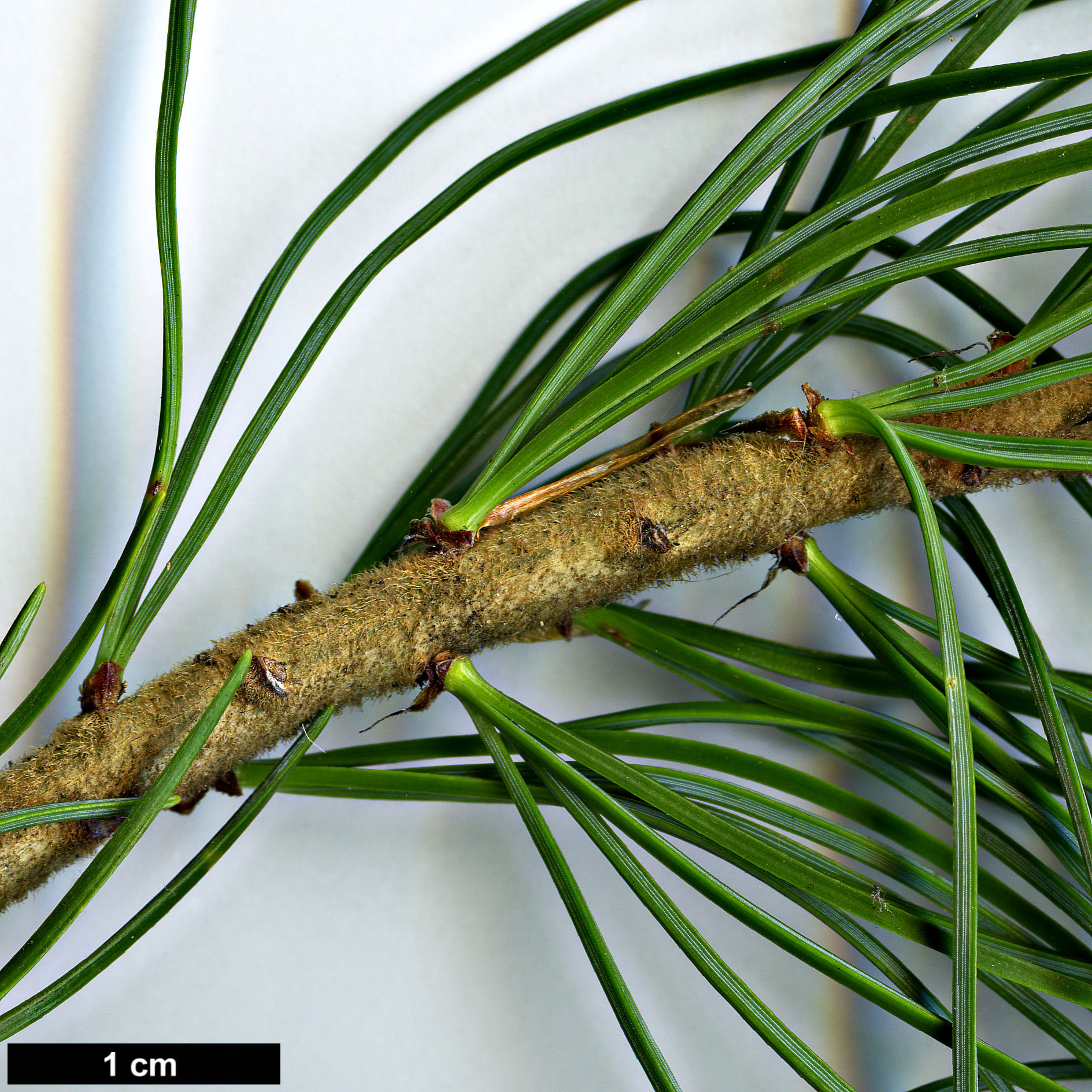 High resolution image: Family: Pinaceae - Genus: Pinus - Taxon: parviflora - SpeciesSub: var. pentaphylla